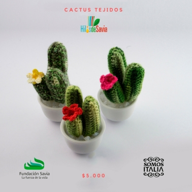 cactus pequeños insta